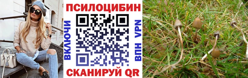 Псилоцибиновые грибы Cubensis Томилино